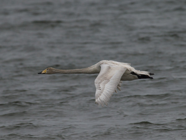 Laulujoutsen, Whooper Swan, Cygnus cygnus